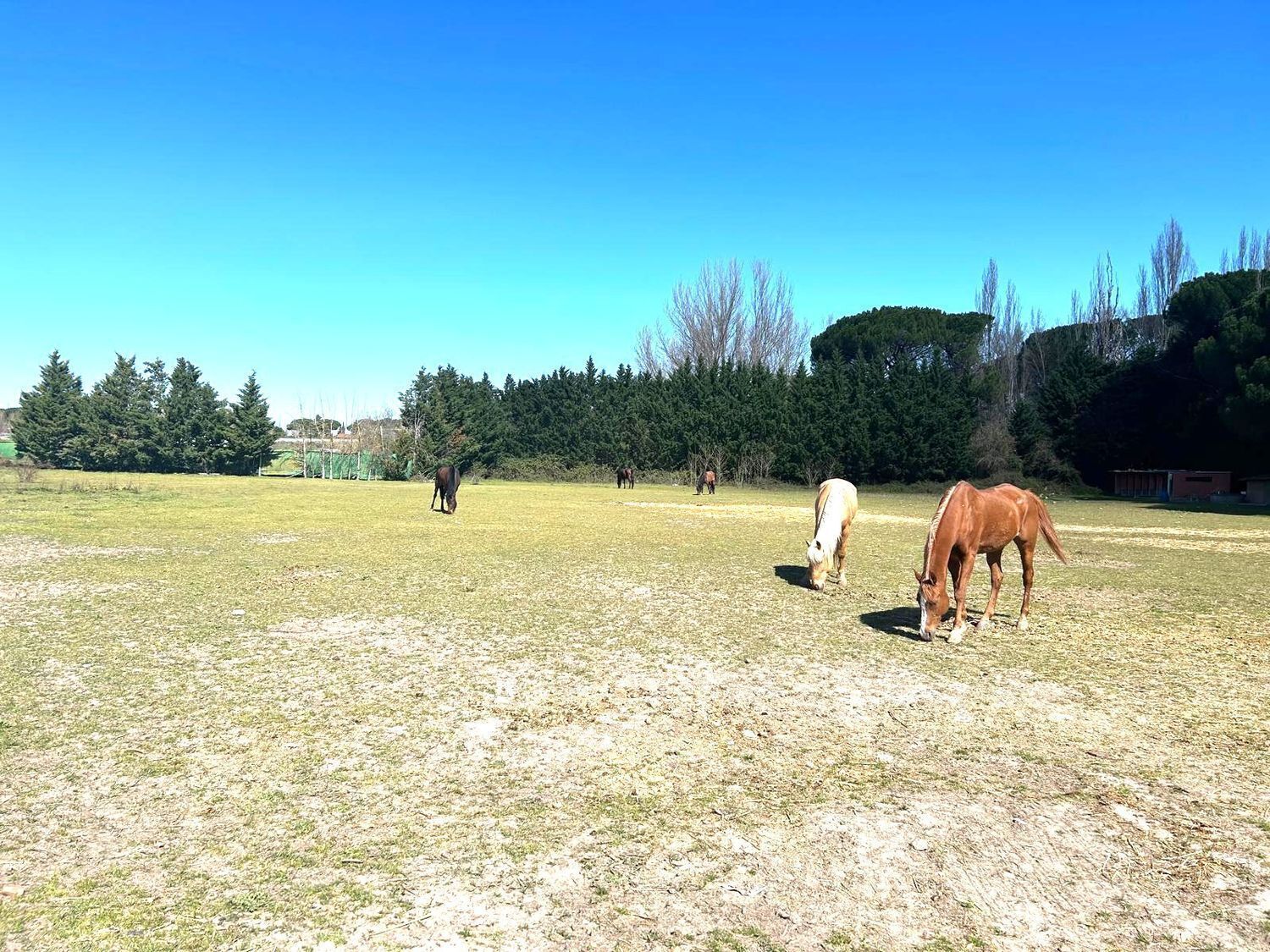 de Castillejo, S/N, Laguna de Duero, Valladolid for sale Building Photo- Image 1 of 47