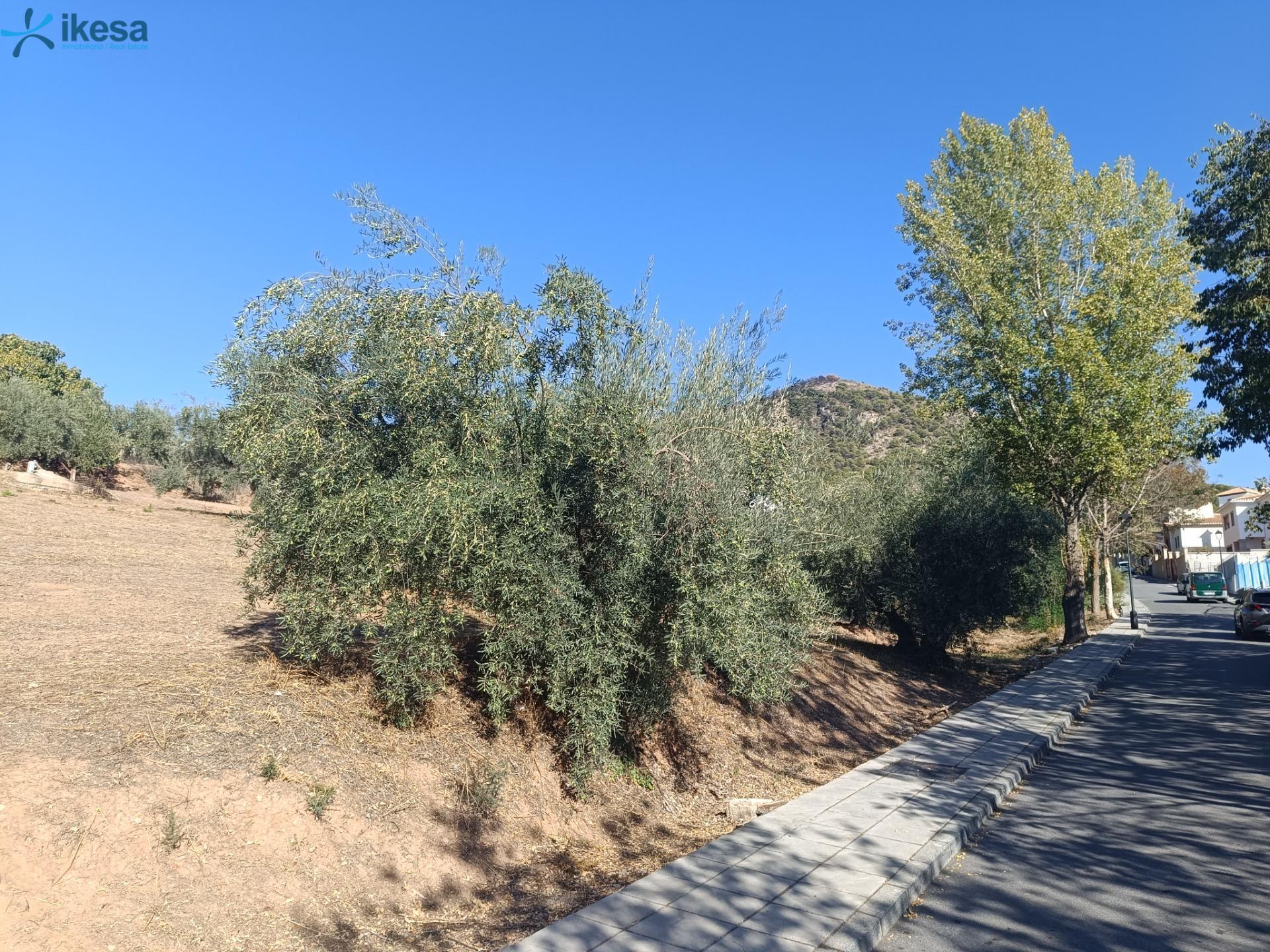 Land in Nívar, Granada for lease Site Plan- Image 1 of 6