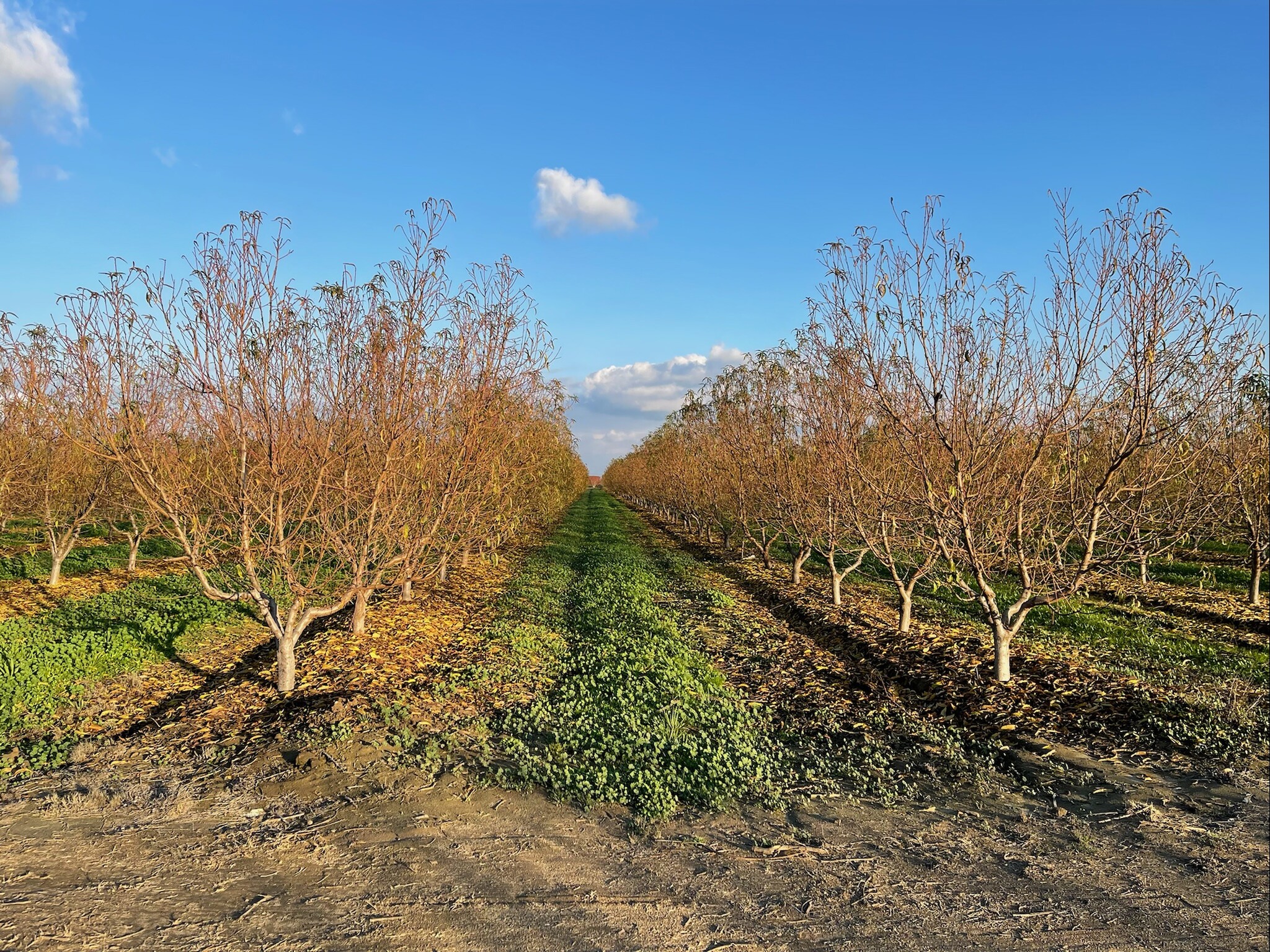 Adams & Riverbend Aves., Parlier, CA for sale Primary Photo- Image 1 of 1