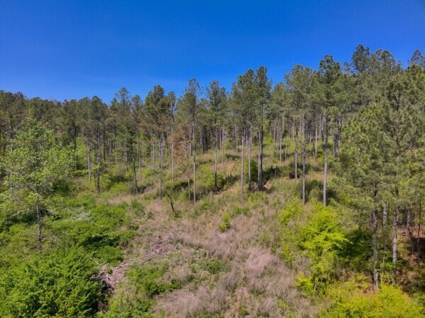 0 S Sauty Rd, Langston, AL for sale - Aerial - Image 2 of 7