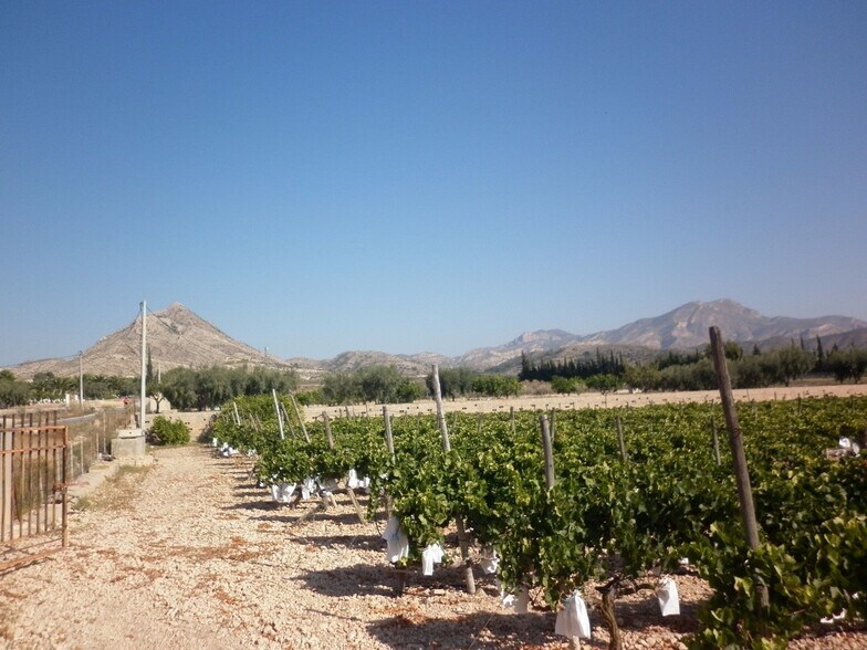 Land in Novelda, Alicante for sale - Primary Photo - Image 1 of 10