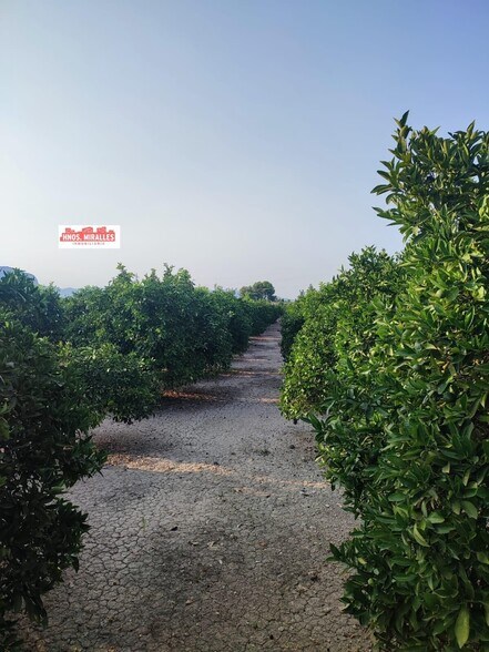 Land in Dolores, Alicante for sale - Building Photo - Image 3 of 26