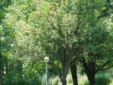 1056 S Saint Marys St, Saint Marys, PA à vendre Photo principale- Image 1 de 6