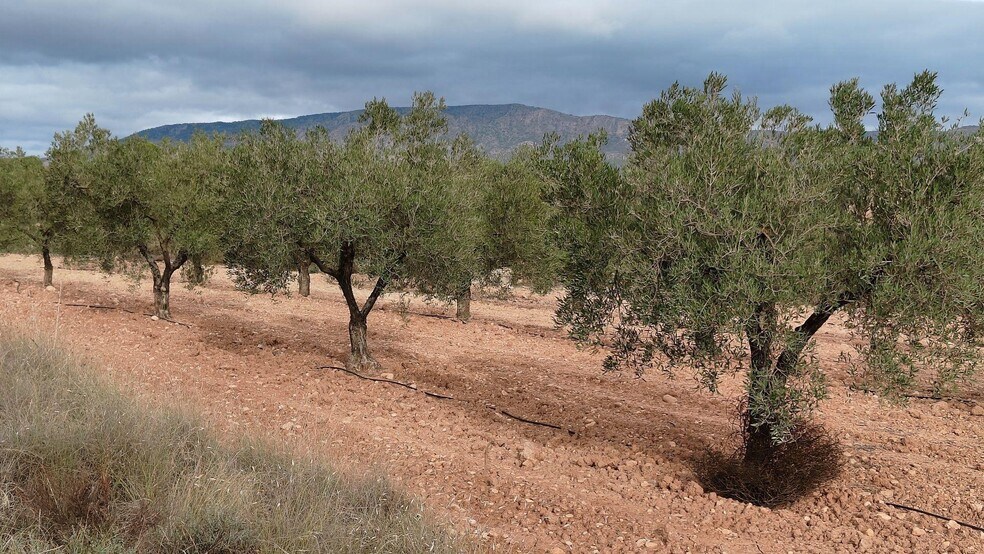 Valenciana, MONÒVER, Alicante for sale - Building Photo - Image 3 of 15