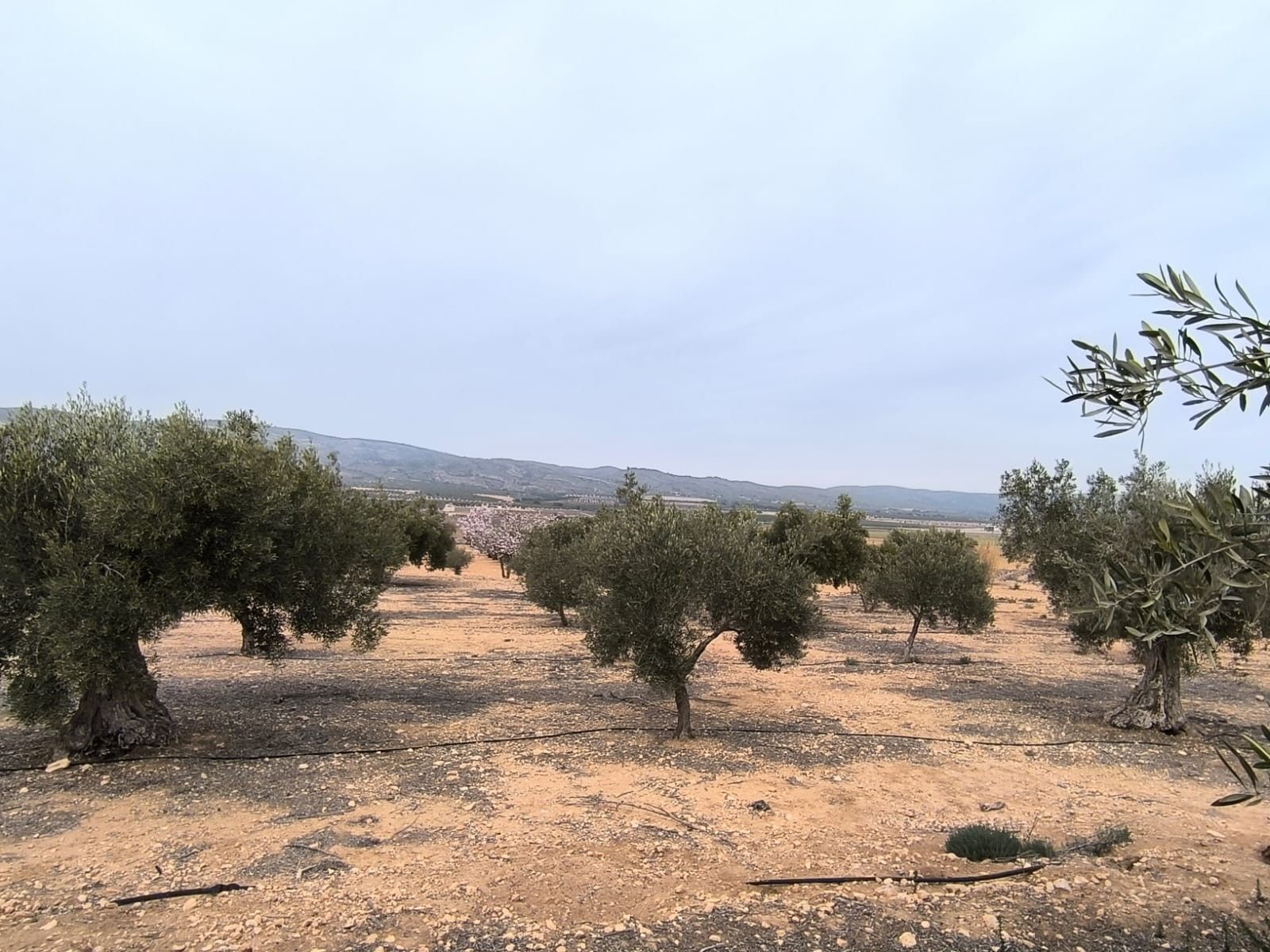 Land in Alicante, Alicante for sale Primary Photo- Image 1 of 10