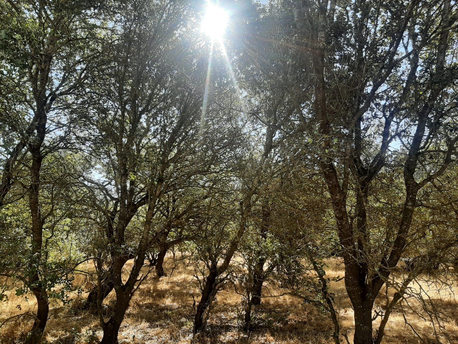 Land in Torreorgaz, Cáceres for sale Primary Photo- Image 1 of 7