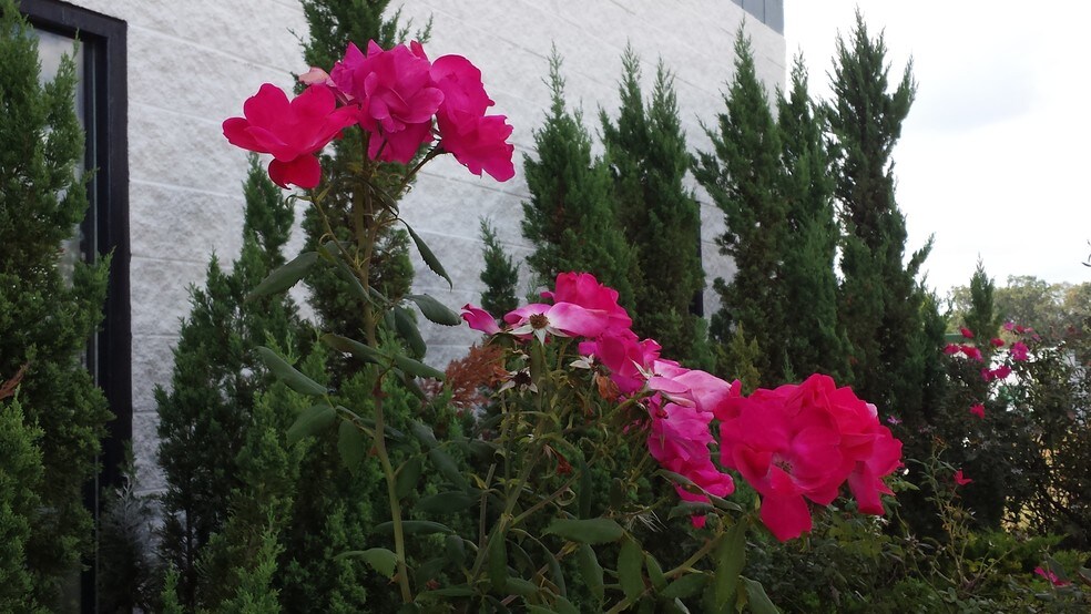 11441 Robertson Dr, Manassas, VA à louer - Photo du bâtiment - Image 2 de 4