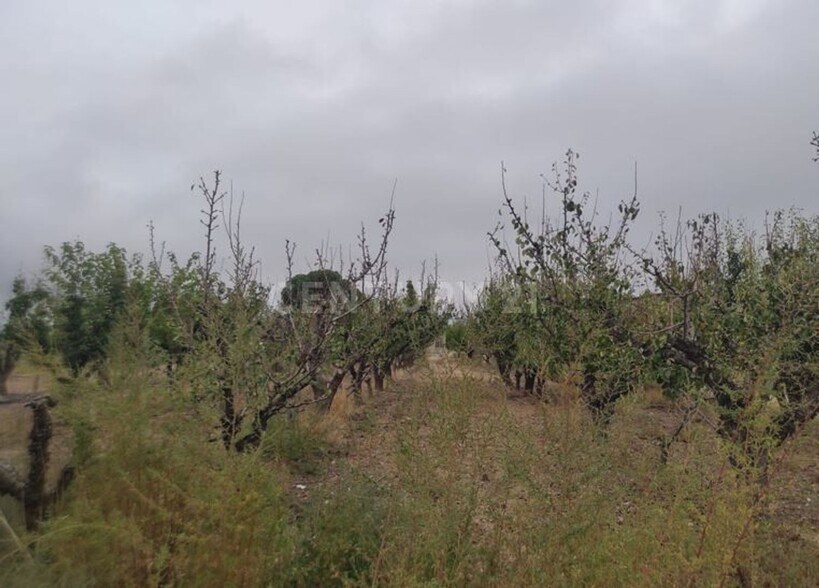 Vereda, 246, Jumilla, Murcia à vendre - Photo du bâtiment - Image 2 de 11