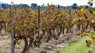 Plus de détails pour la Font de la Figuera, Villena - Terrain à vendre