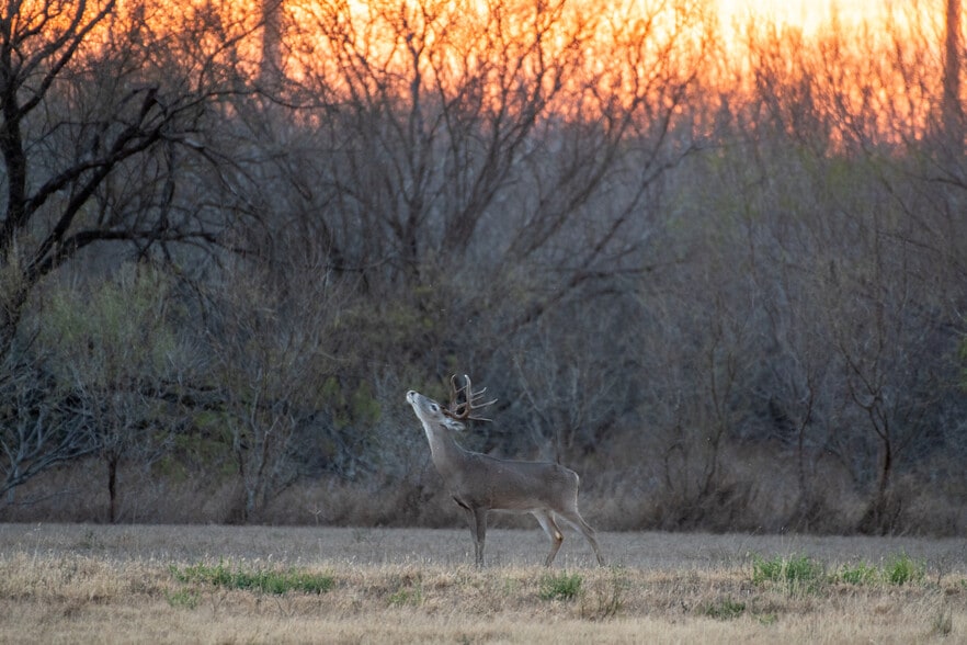 Las Brisas Road, Rio Grande City, TX à vendre - Photo principale - Image 1 de 35