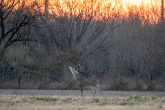 More details for Las Brisas Road, Rio Grande City, TX - Land for Sale