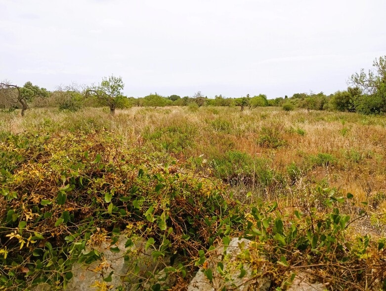 Land in Manacor, Islas Baleares for sale - Building Photo - Image 2 of 2