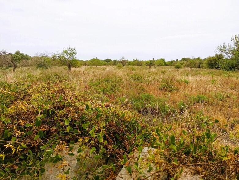 Terrain dans Manacor, Islas Baleares à vendre - Photo du bâtiment - Image 2 de 2