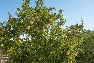 40390 Ross Rd, Fallbrook, CA - AERIAL map view - Image1