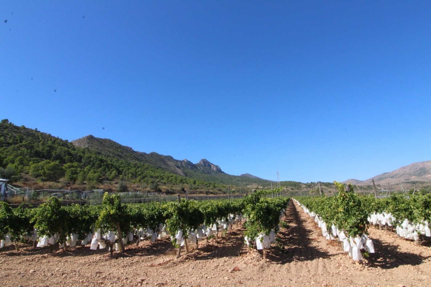 Terrain dans La Romana, Alicante à vendre Aérien- Image 1 de 4