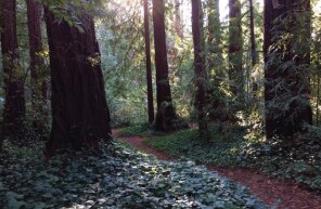 VALUABLE TIMBERLAND, La Honda, CA à vendre - Photo du bâtiment - Image 2 de 6