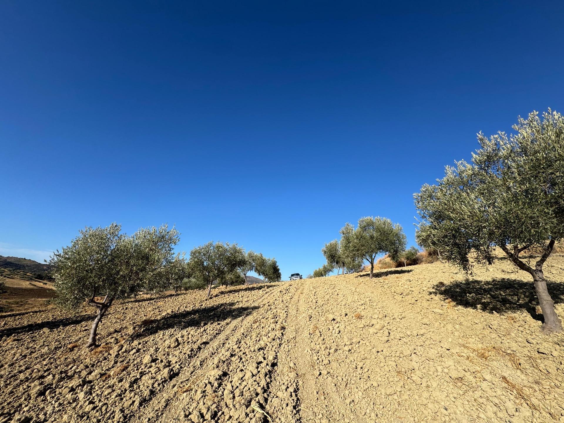 Terrain dans Casabermeja, Málaga à vendre Aérien- Image 1 de 14