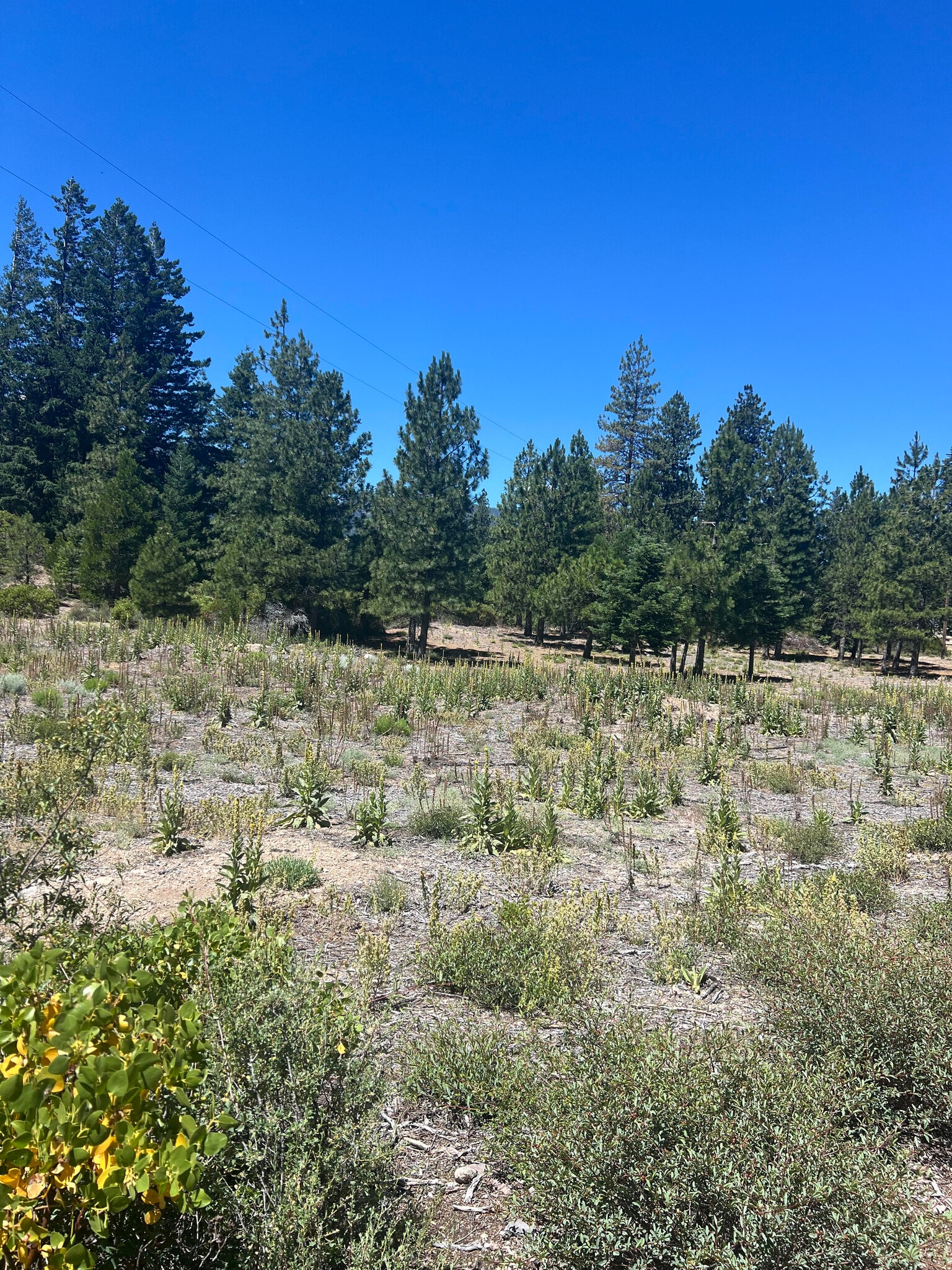 00 Truck Village Drive, Mount Shasta, CA for sale Other- Image 1 of 4