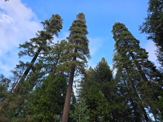 More details for 1229 Blair Rd, Pollock Pines, CA - Land for Sale