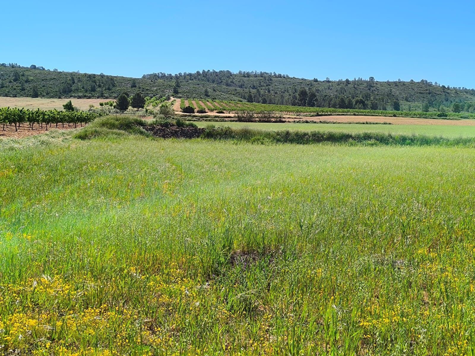 Terrain dans Yecla, Murcia à vendre Plan de site- Image 1 de 6
