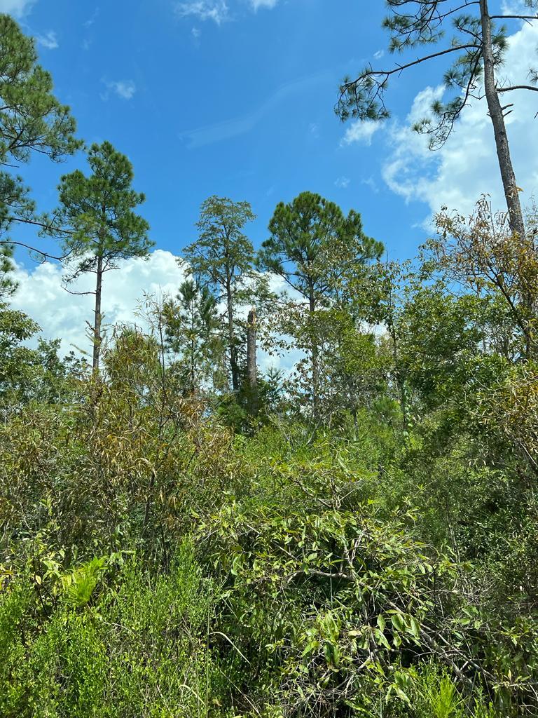 Owa Pass, Crawfordville, FL for sale Building Photo- Image 1 of 1