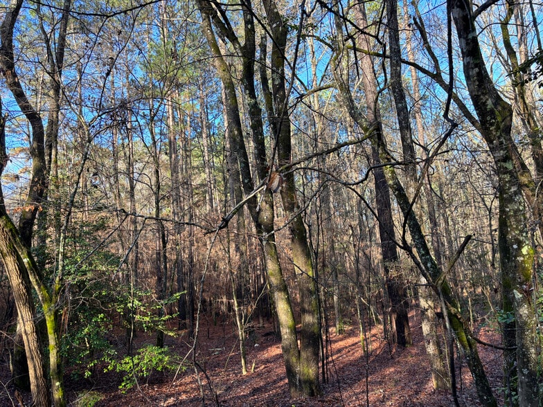 TBD CR 1784, Jefferson, TX for sale - Building Photo - Image 3 of 6