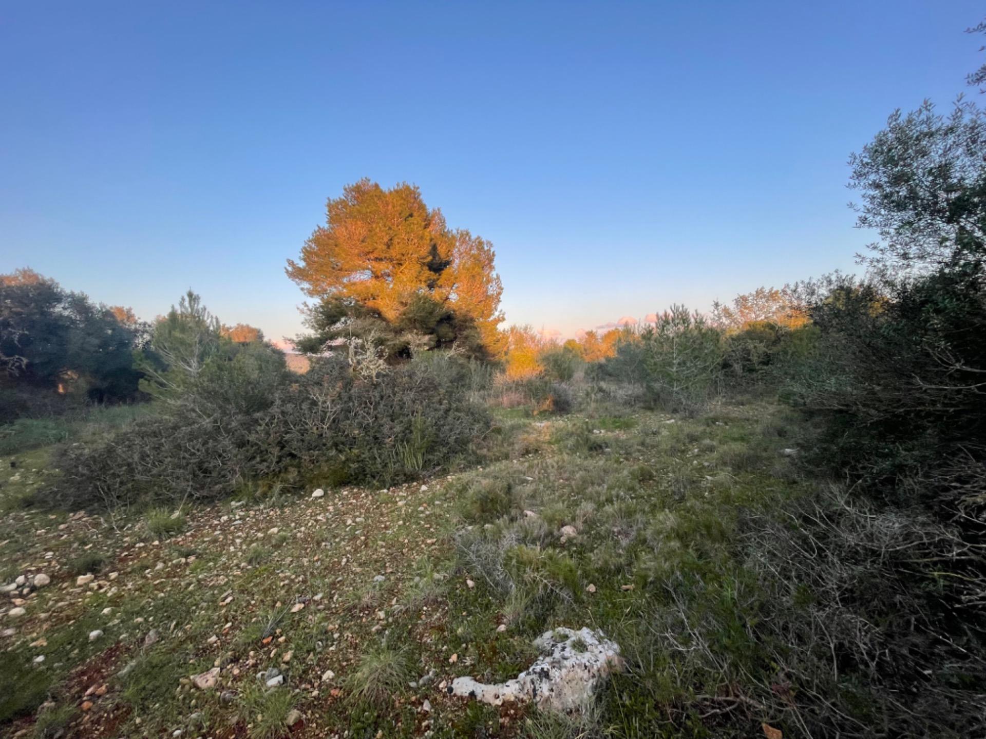 Land in Manacor for sale Building Photo- Image 1 of 7