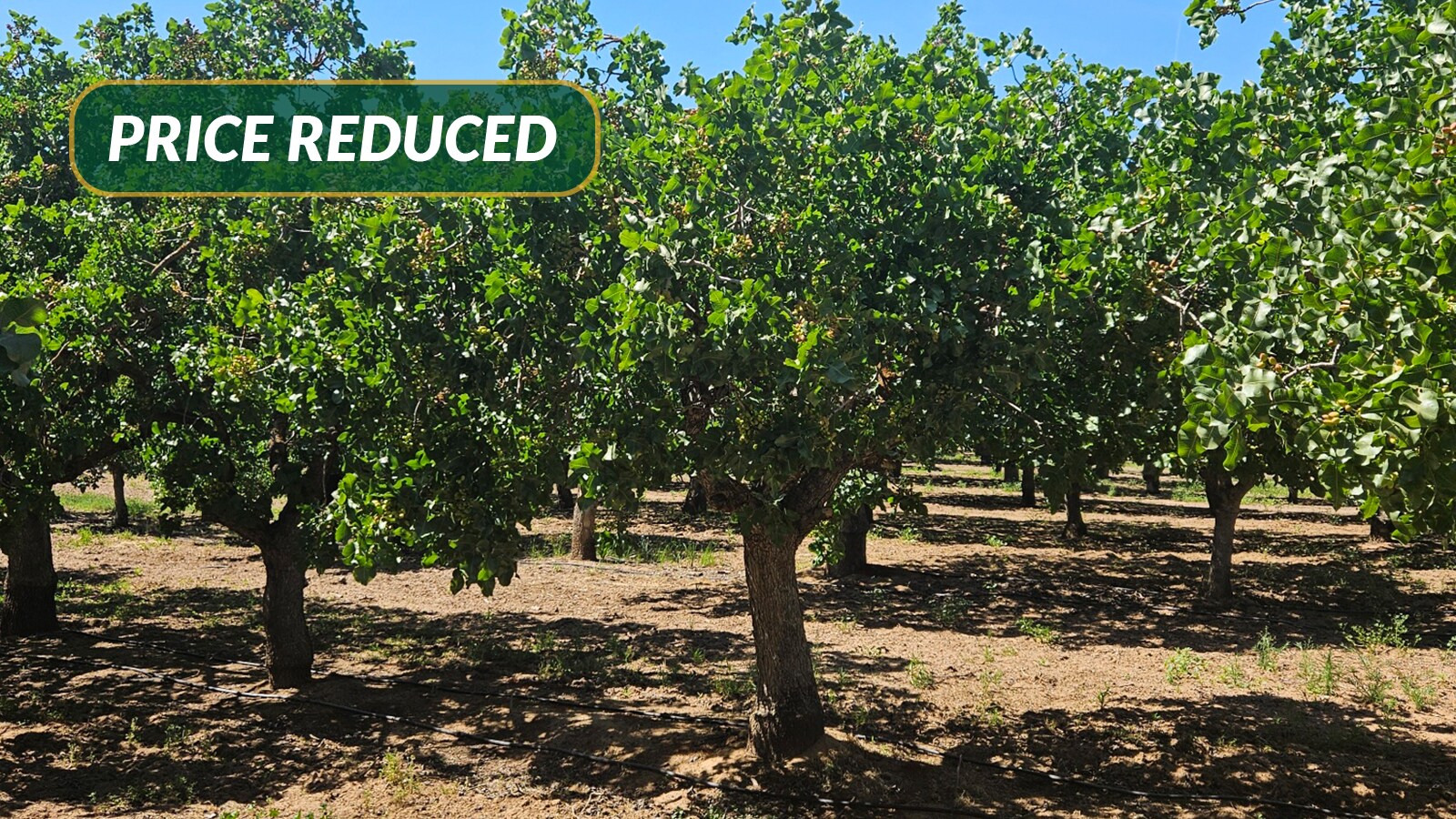 N. side of Ave. 20 E. of Rd. 26, Madera, CA à vendre Photo du bâtiment- Image 1 de 6