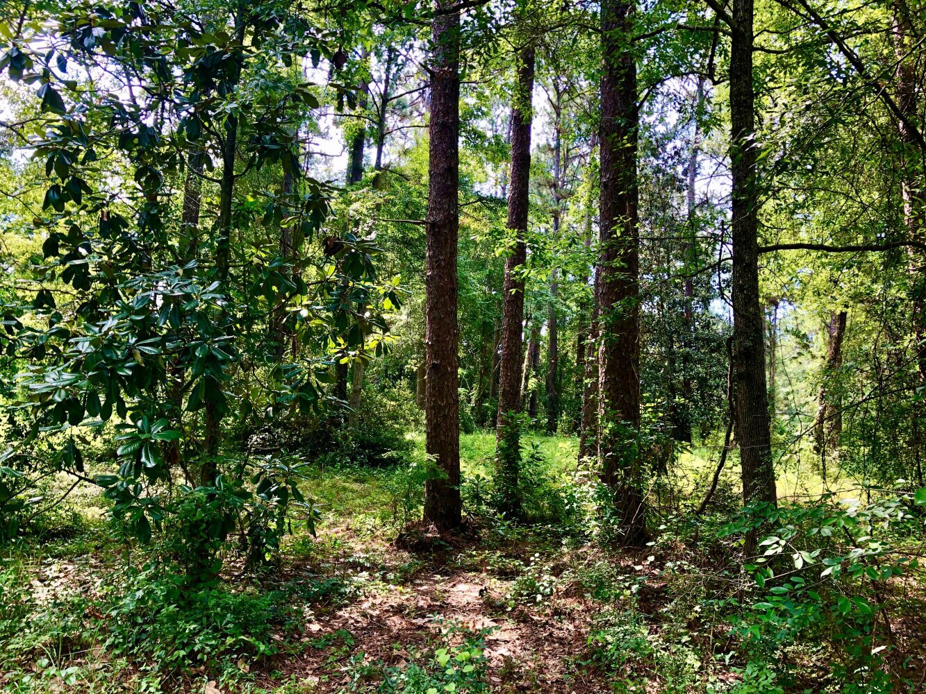 0 Somerset Drive, Roxboro, NC for sale Primary Photo- Image 1 of 12