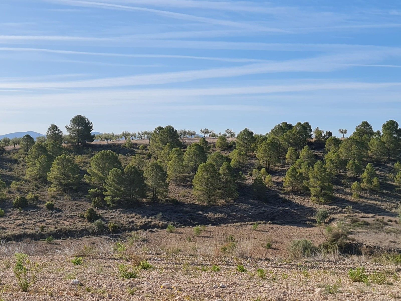 Land in Yecla, Murcia for sale Primary Photo- Image 1 of 15