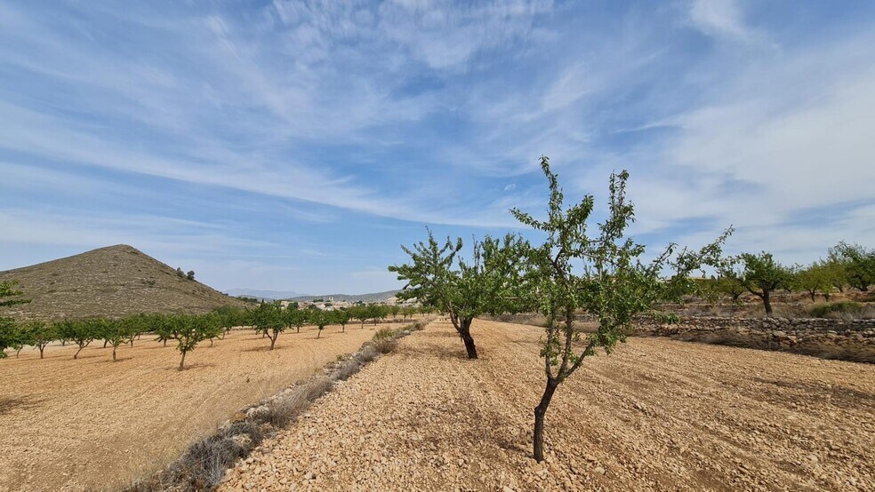 Terrain dans Algueña, Alicante à vendre - Photo principale - Image 1 de 8