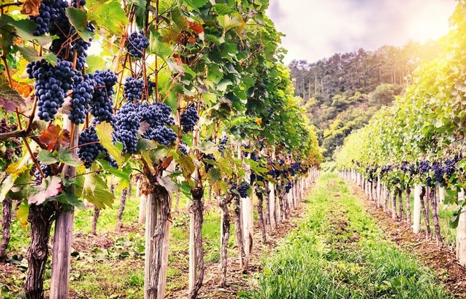 274 County Road 1403, Lometa, TX à vendre - Photo du bâtiment - Image 2 de 6