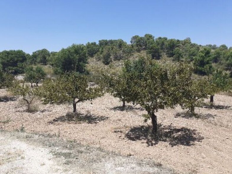 Paraje Sopaire y Cañada de la Leña, 3, Abanilla, Murcia for lease - Building Photo - Image 2 of 14