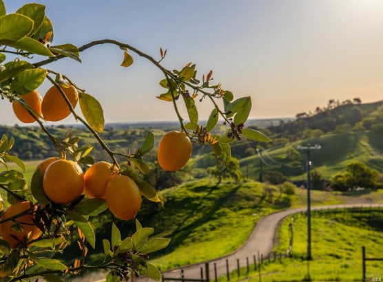 8725 Quail Canyon Rd, Vacaville, CA for sale - Building Photo - Image 2 of 64