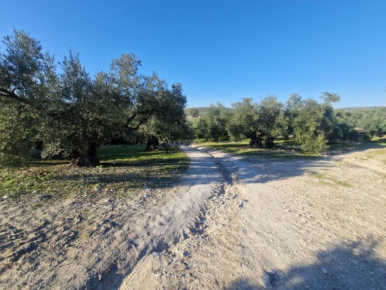 Polígono Ua-10, Parcela 164, Montilla, Córdoba for sale - Building Photo - Image 3 of 15