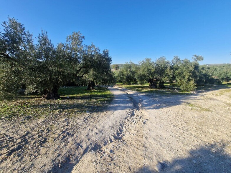 Polígono Ua-10, Parcela 164, Montilla, Córdoba à vendre - Photo du bâtiment - Image 3 de 15