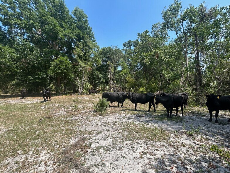 28301 Shirley Shores Road, Tavares, FL à vendre - Photo du bâtiment - Image 2 de 7