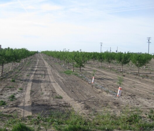 3203 Rose Ave, Selma, CA à vendre - Photo du bâtiment - Image 1 de 2