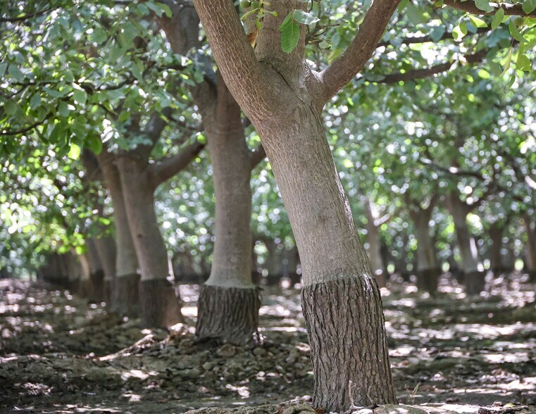 8651 Corona ave, Laton, CA à vendre - Photo du bâtiment - Image 2 de 12