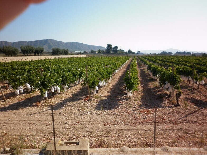 Terrain dans Novelda, Alicante à vendre - Aérien - Image 2 de 10