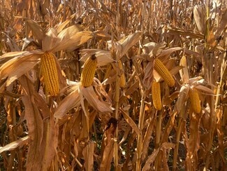 Plus de détails pour Lonetree Road, Central City, NE - Terrain à vendre