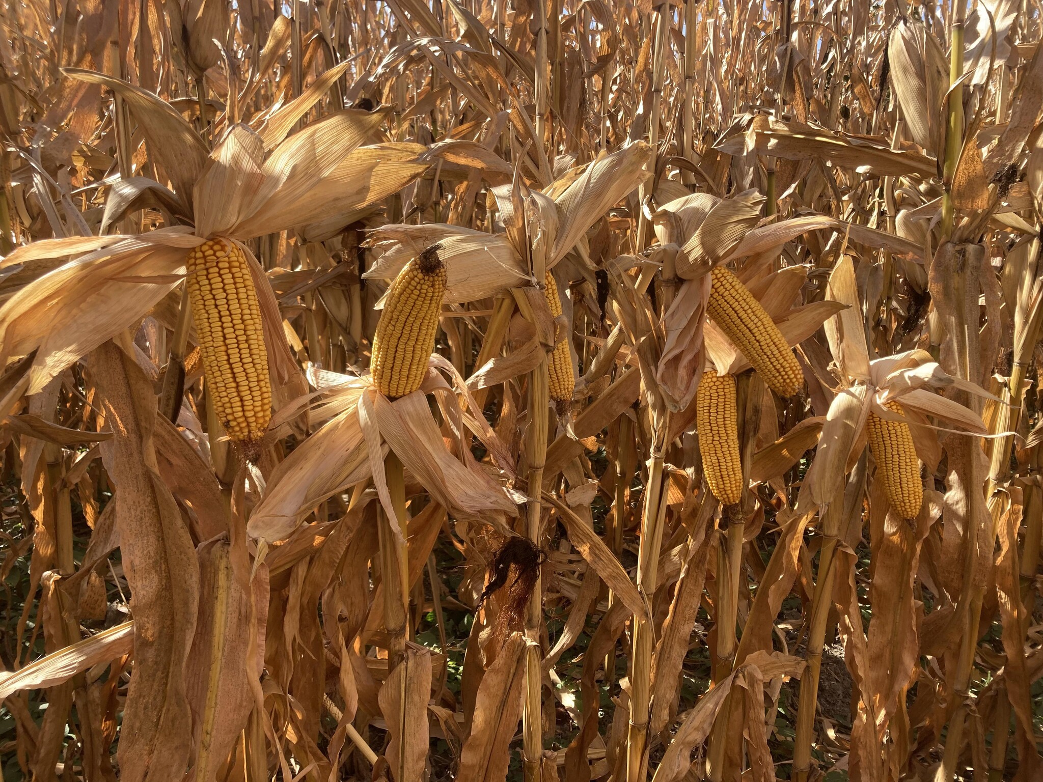 Lonetree Road, Central City, NE for sale Primary Photo- Image 1 of 11