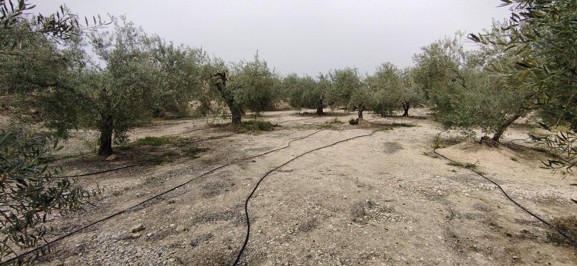 Land in Calasparra, Murcia for sale Building Photo- Image 1 of 20