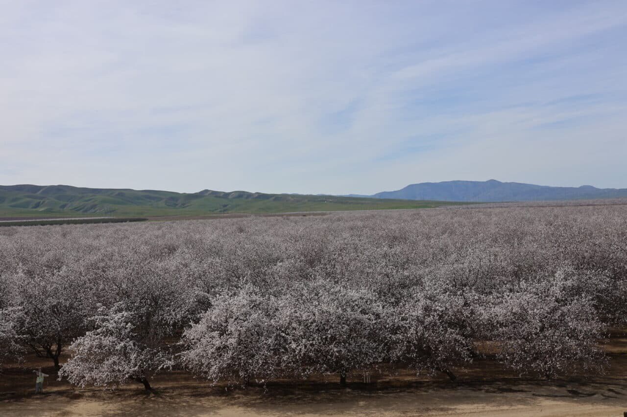 West Shields, Firebaugh, CA for sale Primary Photo- Image 1 of 10
