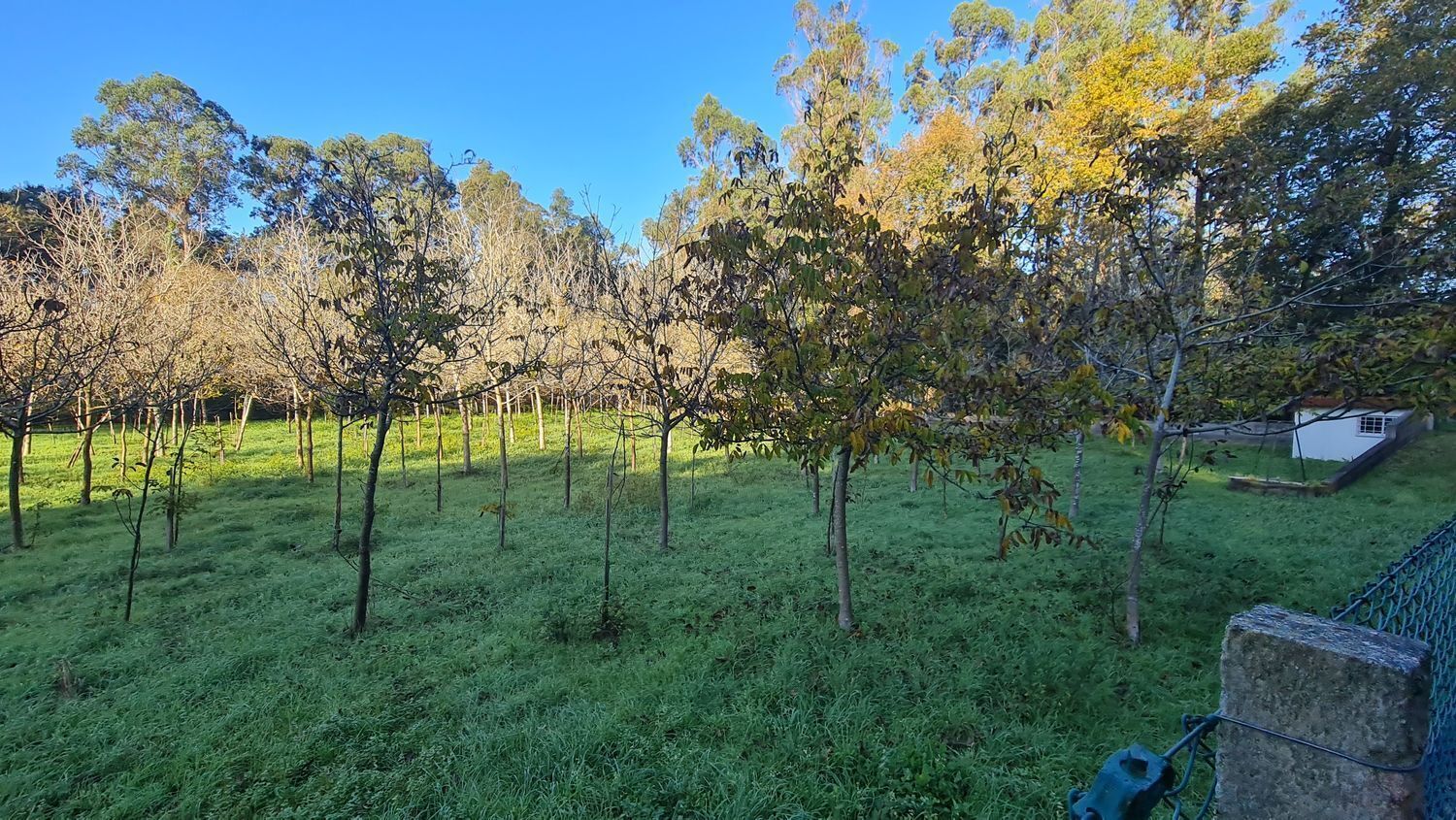 Land in O Rosal, Pontevedra for sale Primary Photo- Image 1 of 35