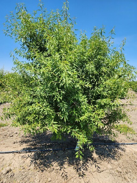 0 0 Cranmore Rd., Robbins, CA à vendre - Photo du bâtiment - Image 2 de 7