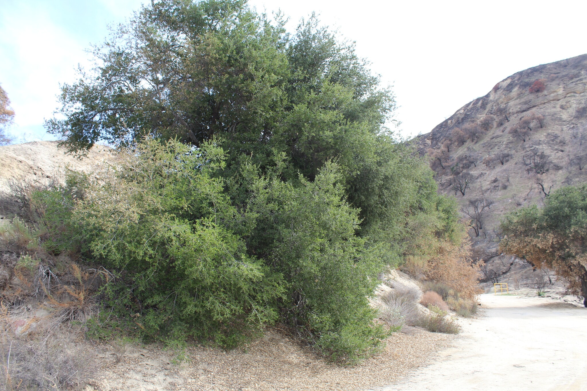 31029 Hasley Canyon Rd, Castaic, CA for sale Building Photo- Image 1 of 22