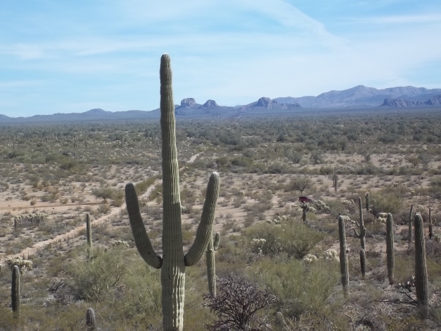 Cattle Tank Rd, Marana, AZ for sale - Primary Photo - Image 1 of 1