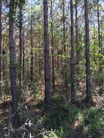 7077 U S Highway 11, Lumberton, MS for sale - Other - Image 2 of 4