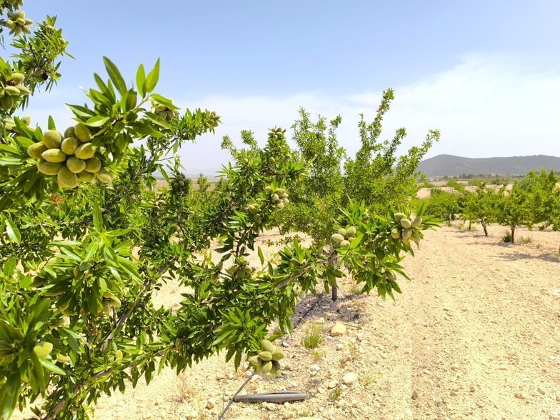 Land in Úbeda, Jaén for sale - Primary Photo - Image 3 of 6